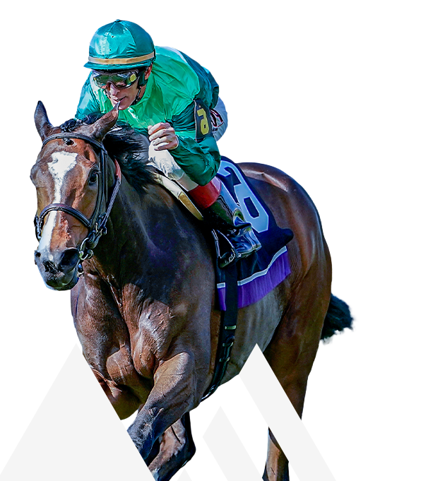 horse preakness