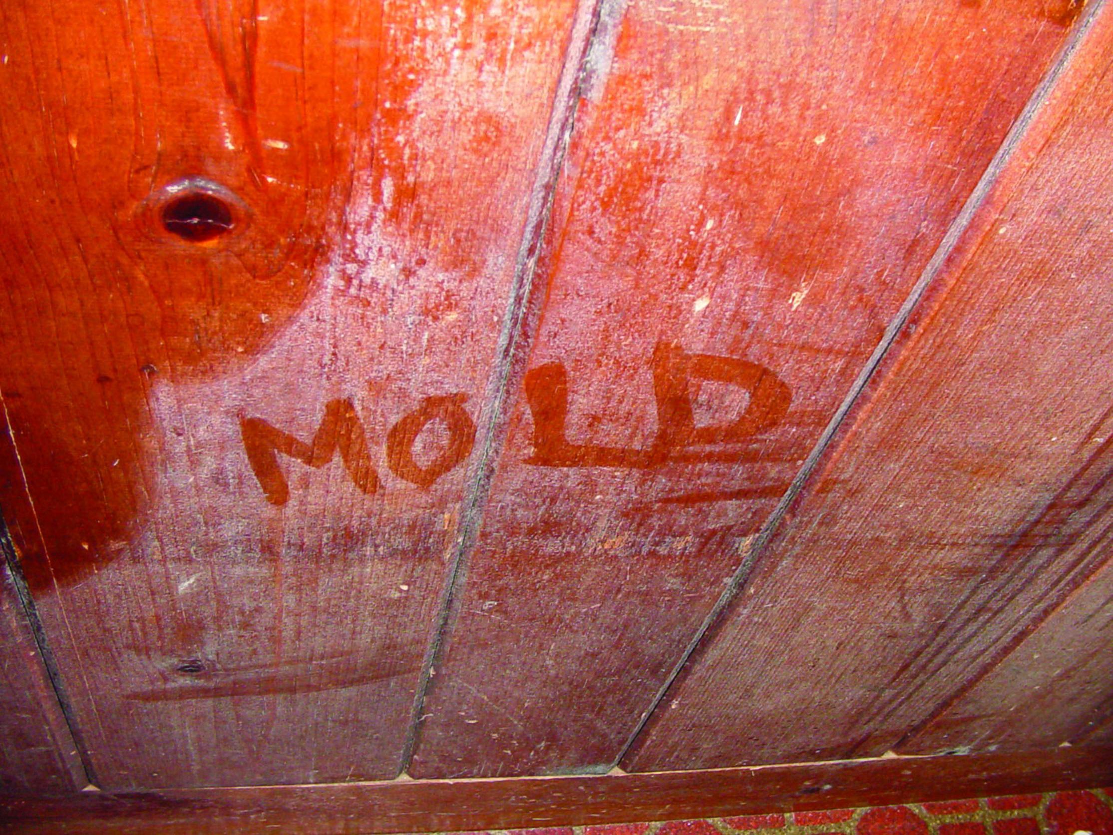 Moisissure sur du bois dans un vide sanitaire &agrave; [city 3]