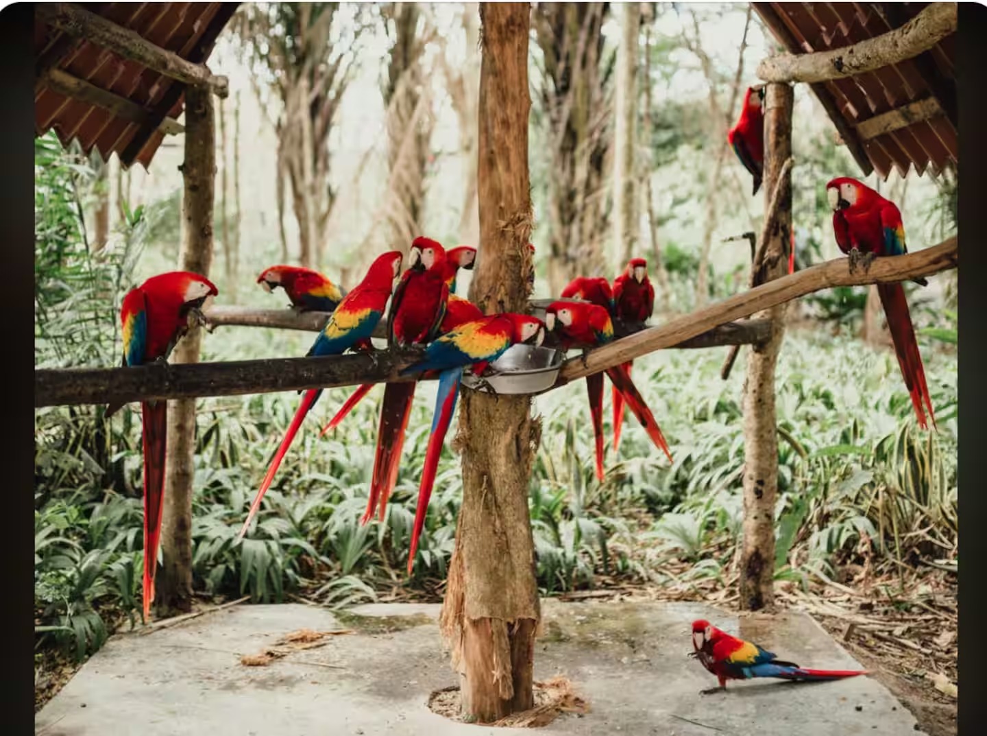 Scarlet macaws Punta Islita Costa Rica wildlife near Villa Ceiba vacation rental