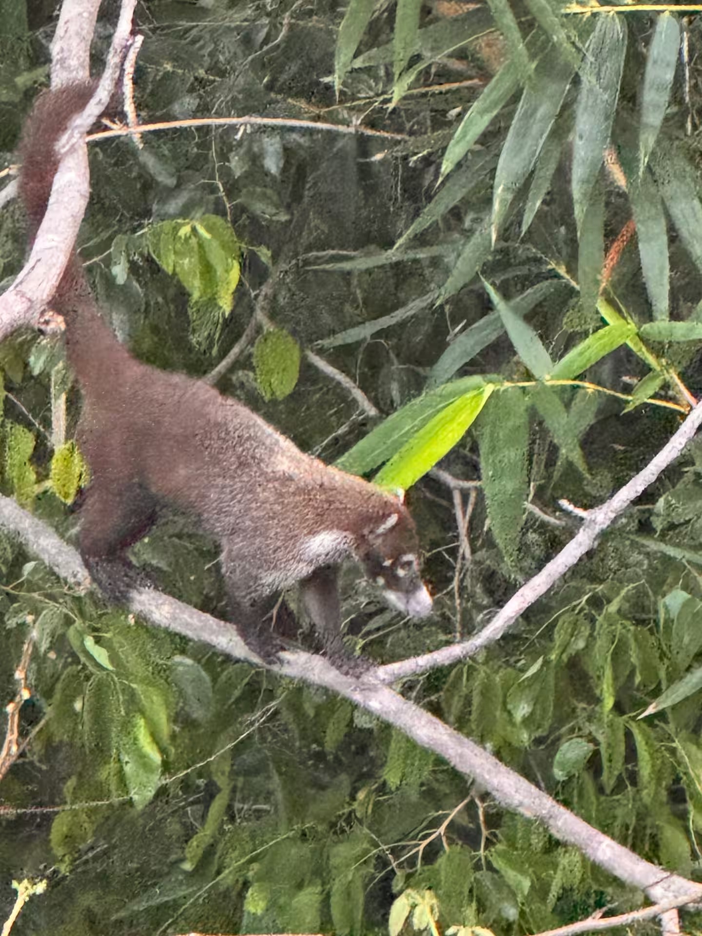 Coati