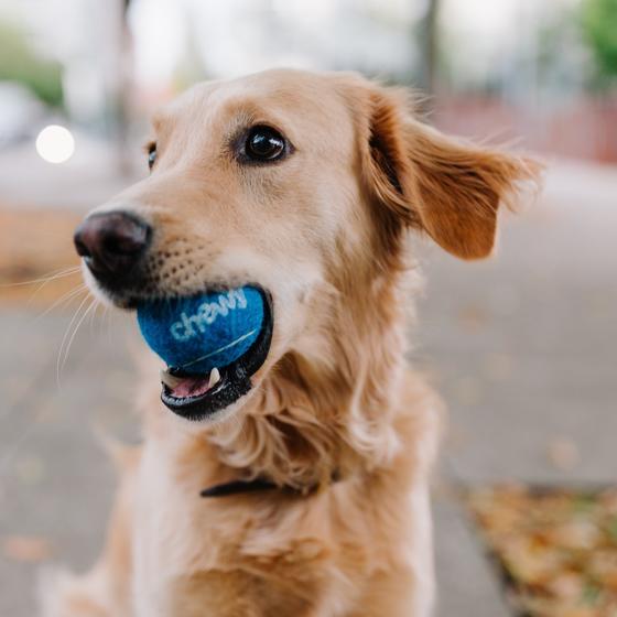 Dog catching a ball in his mouth in an ad for Chewy.