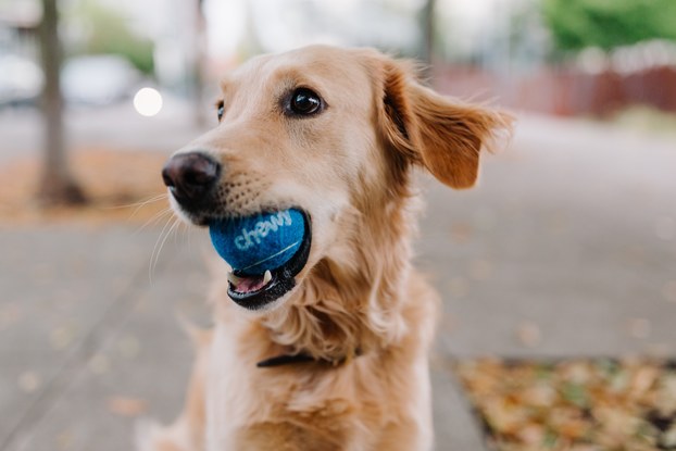 Dog catching a ball in his mouth in an ad for Chewy.