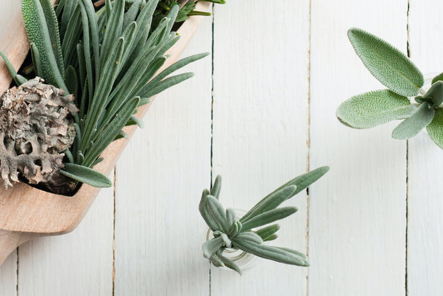 Plants displayed on a table by Alkaline Herb Shop.