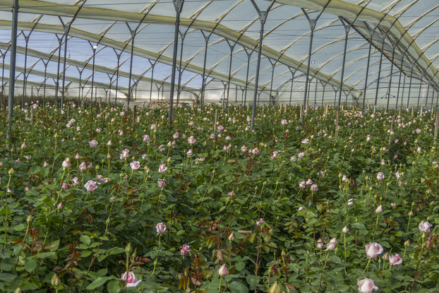 Bloomsybox flower farm.