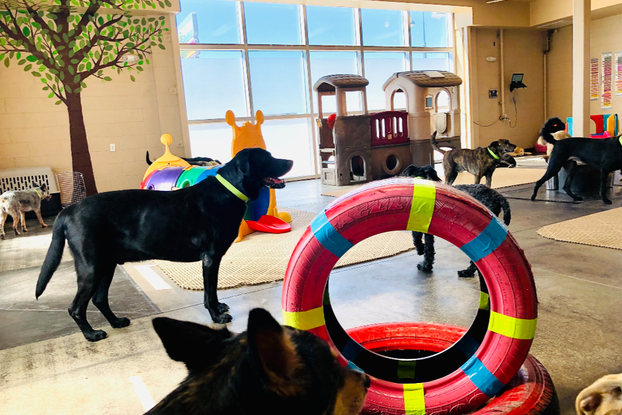 An indoor playground for dogs, featuring red-painted tires, a tunnel shaped like a caterpillar and a climbable two-story Playskool playhouse. A leafy tree is painted on the back wall next to a wide set of windows. Dogs of various sizes roam the room; all of them are wear neon green collars.