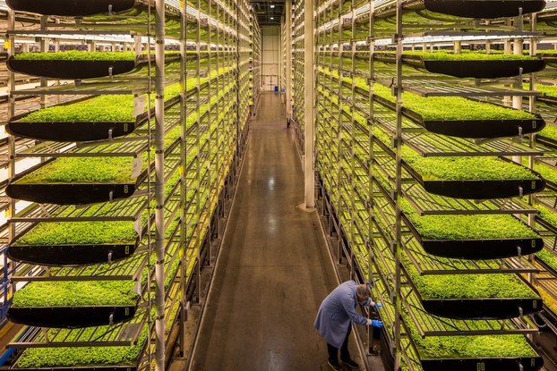 Aero Farms indoor vertical farming display.