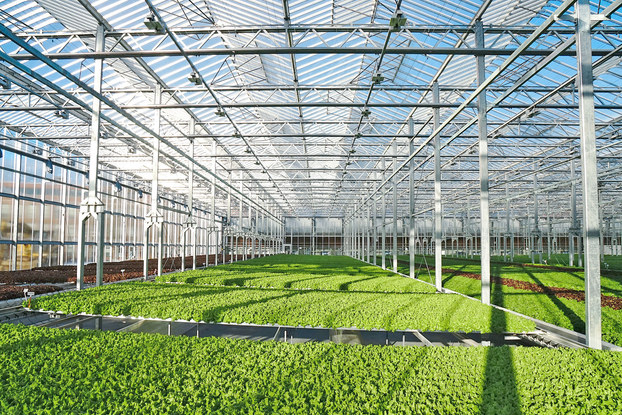 Interior of urban greenhouse Gotham Greens.