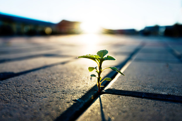 small plant growing between cement