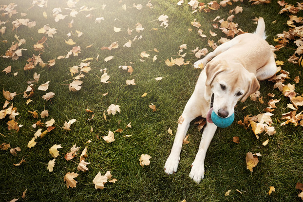 yellow lab laying on grass with ball