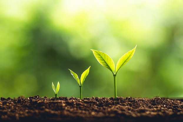three plants shown in small, medium, and large growth phases