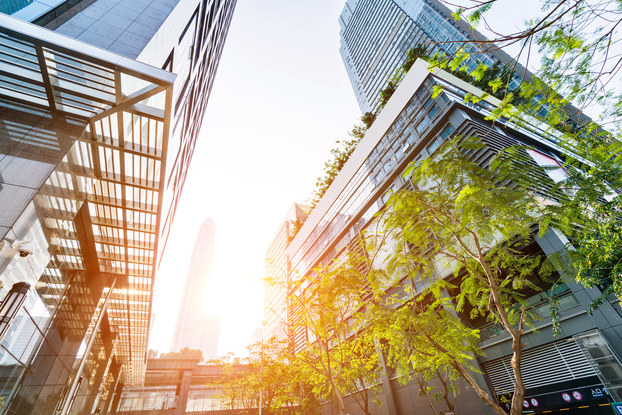 upward view of office with trees