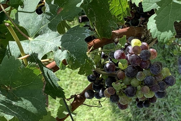 grapes at a vineyard