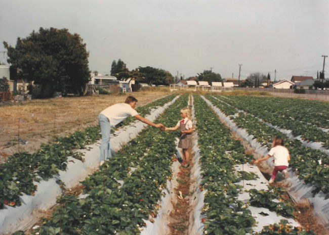 Historical photo of Realberry's roadside strawberry field and stand located next to Knott's Berry Farm in Buena Park, California. A man wearing a white T-shirt hands strawberries to a young girl wearing a brown jumper dress. Nearby is another young girl kneeling down and picking strawberries.