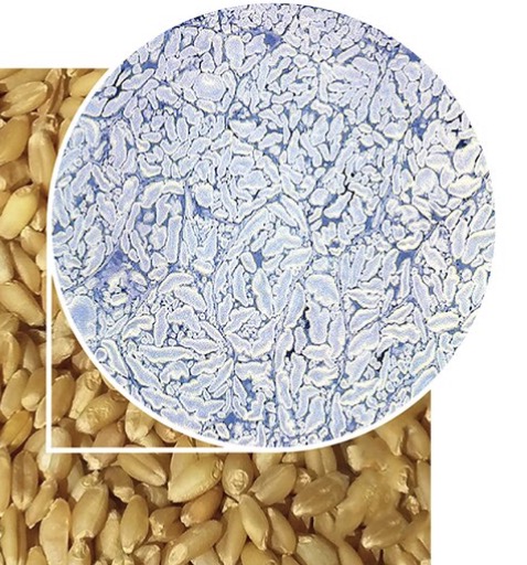 Colon Broom Best Price