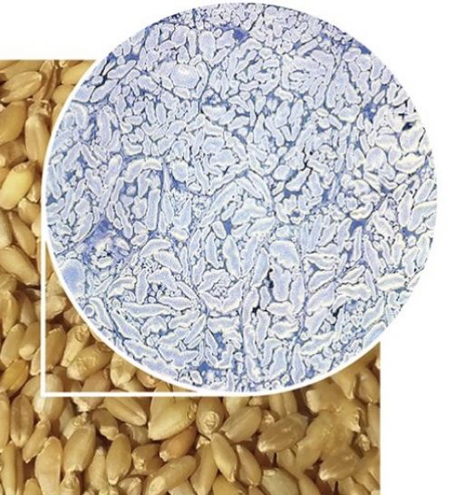 Colon Broom Results