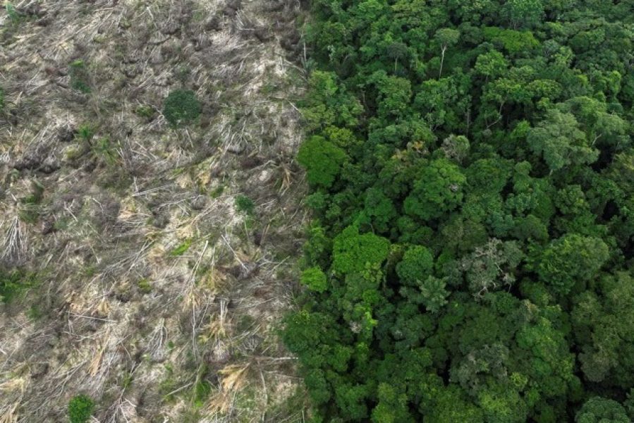 2023-07-05t110211z-1752146069-rc22vy962yry-rtrmadp-3-climate-change-deforestation-companies-Media