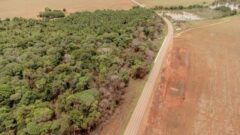 20240607_PT_area-desmatada-soja-mato-grosso_Flavia-Milhorance_Dialogue-Earth-1400x788-1-Media