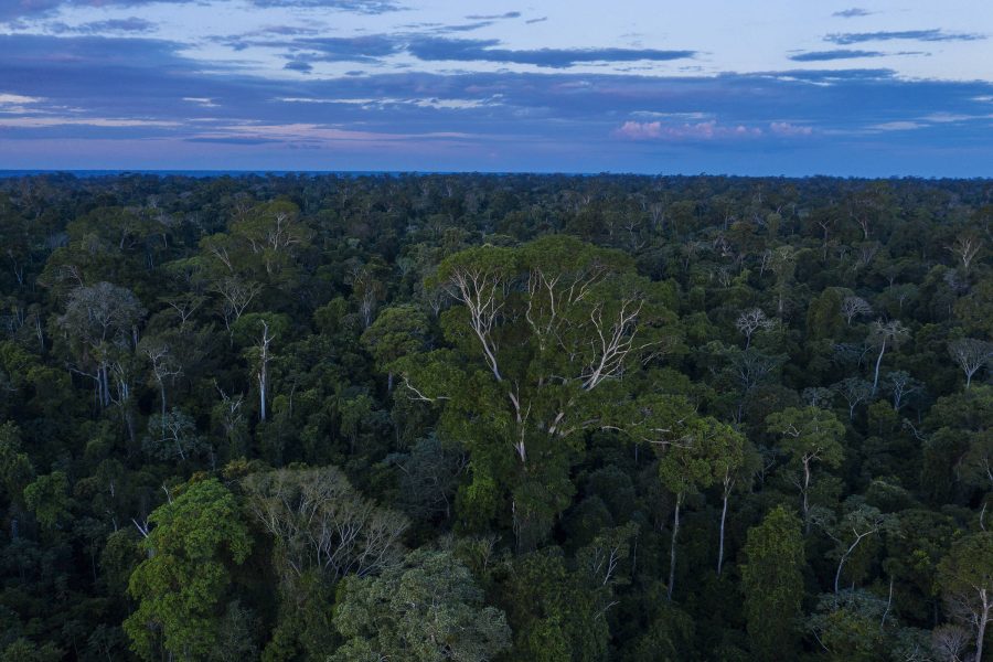 A floresta é a infraestrutura da Amazônia