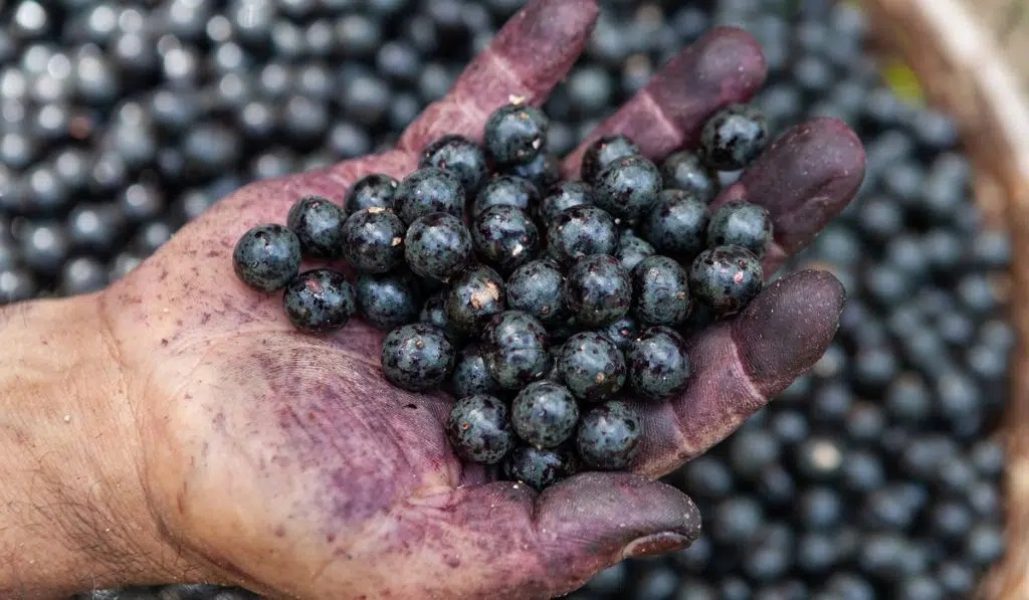 Acai-amazonia-1024x597-1
