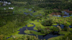 Amazonia-Floresta-MeioAmbiente-Agua-Madeira-Desmatamento-Preservacao-01nov2021