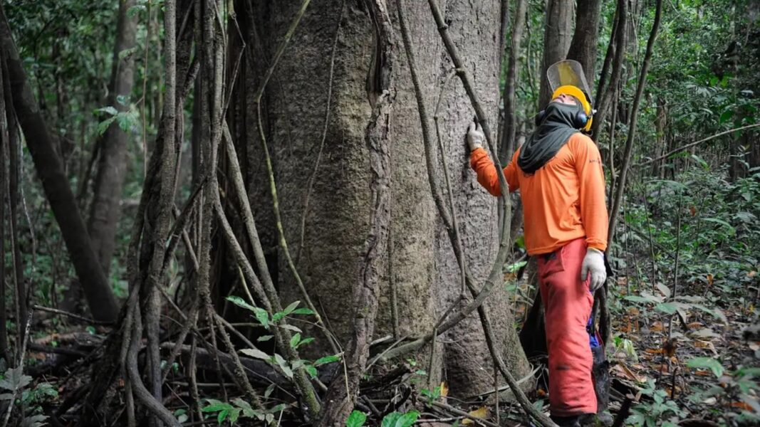 Floresta-amazonas (1)