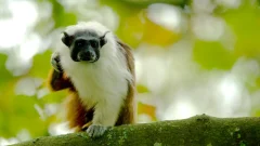 Sauim-de-coleira