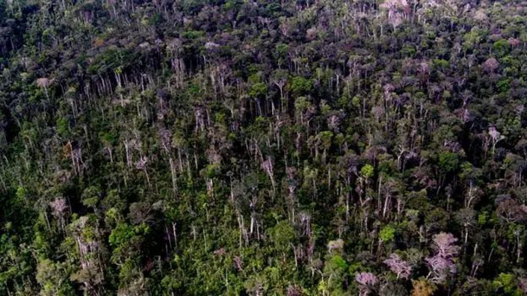 amazonia-original1