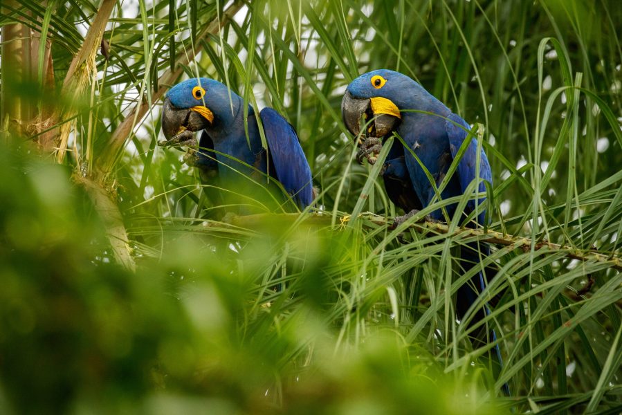 arara-azul-em-uma-palmeira-no-habitat-natural-scaled-1
