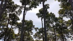 castanheiras-amazonia-848x477-1