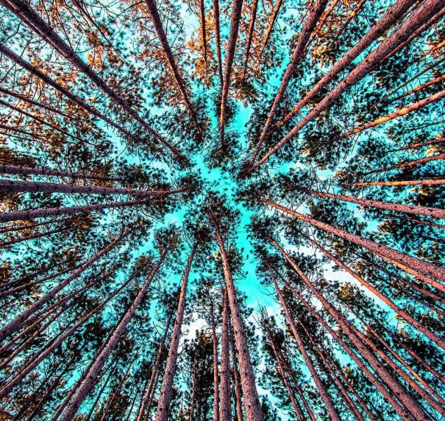 floresta