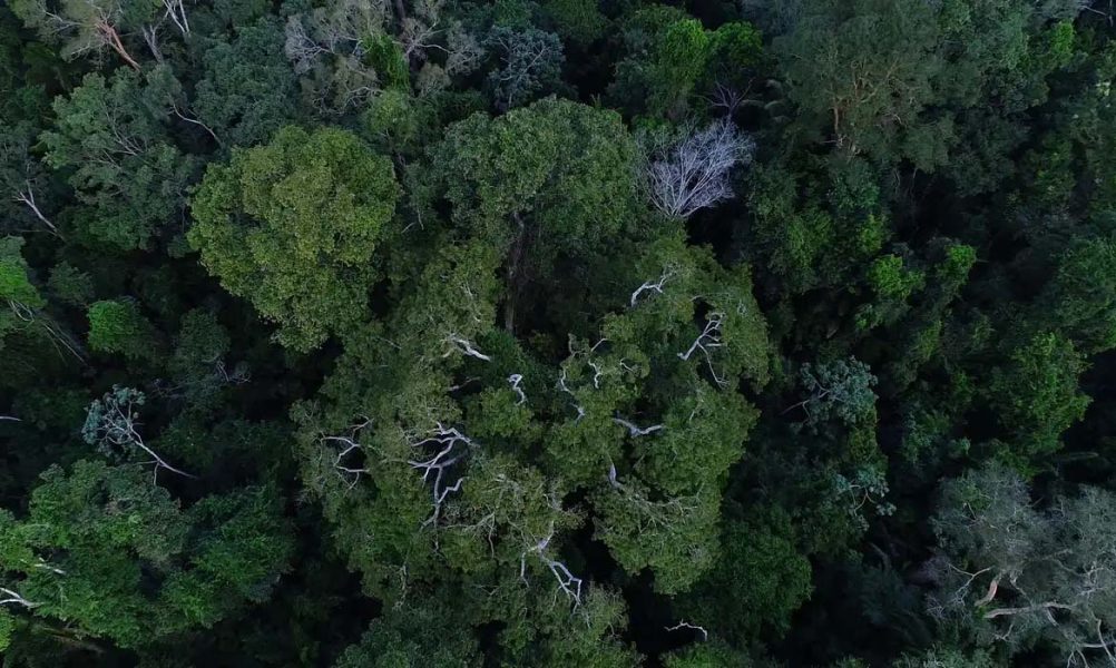 floresta_amazonica_vista_de_cima