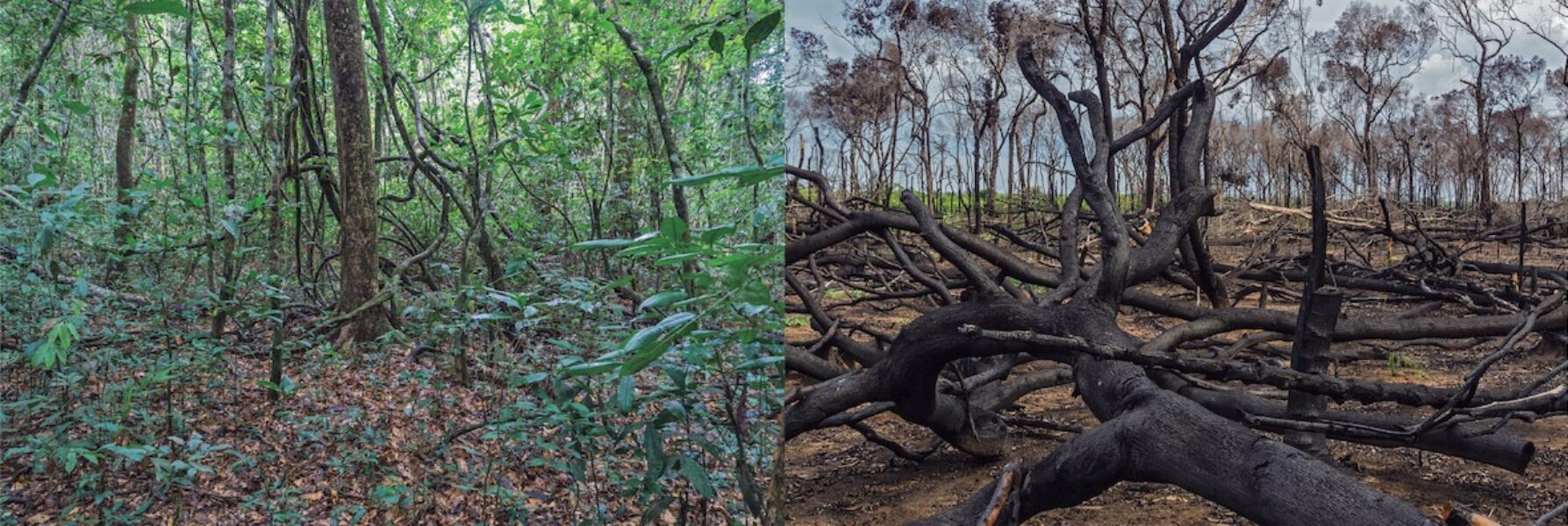 Amazônia por Rogério Assis