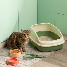 Accesorios para gatos