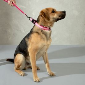 Accesorios para perros