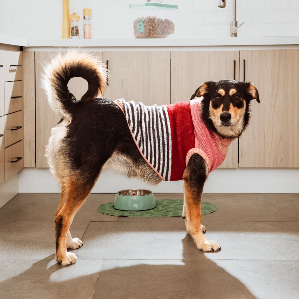 Chaleco tejido para mascota talla grande