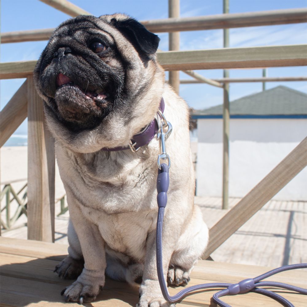 Correa de Cuerda para Mascota L/XL