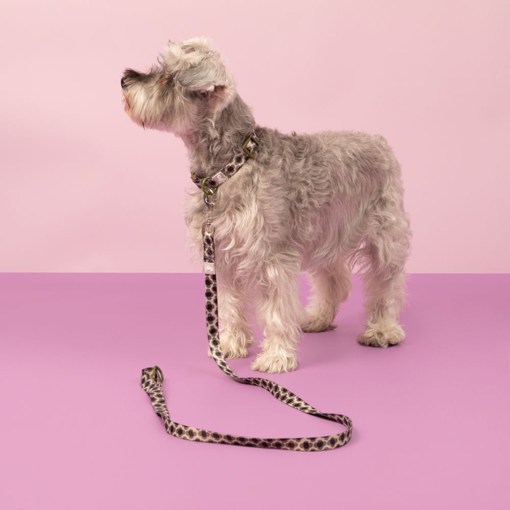 Collar con cinta ajustable para mascota S