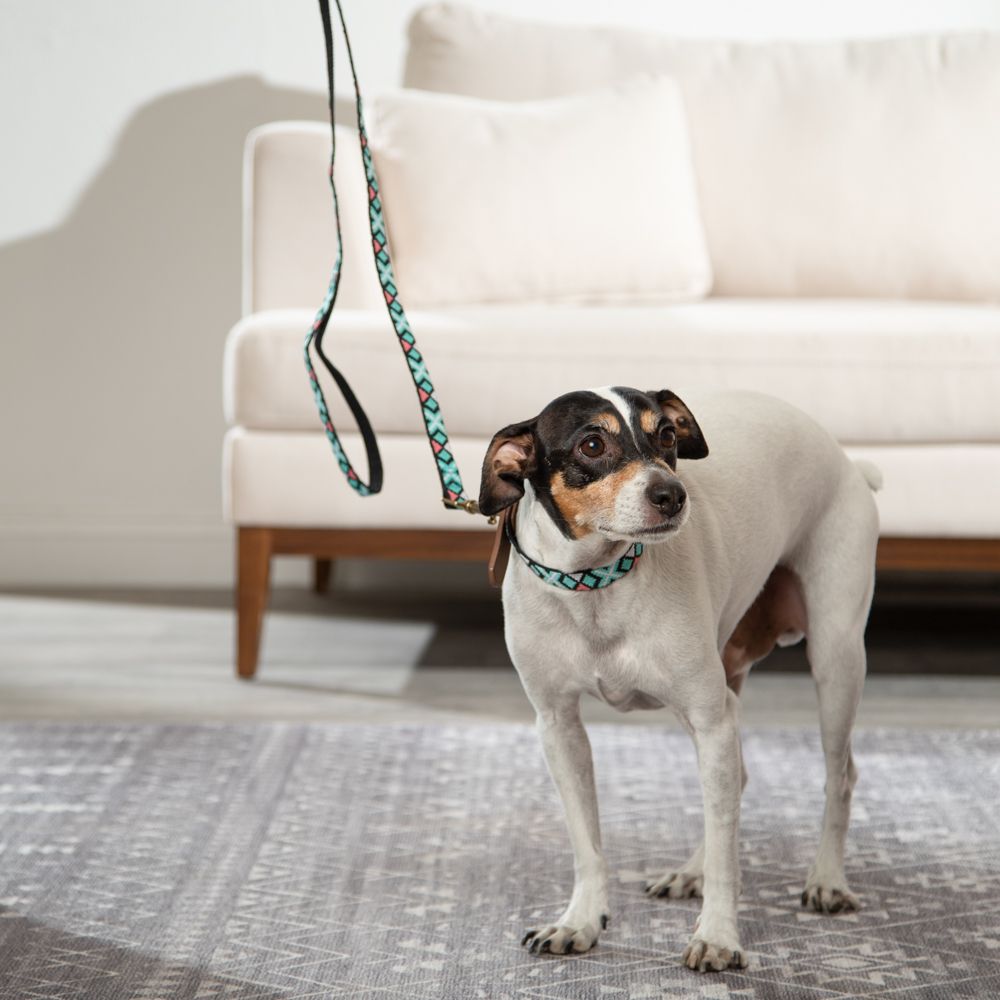 Collar Cinta Ajustable para Mascotas S