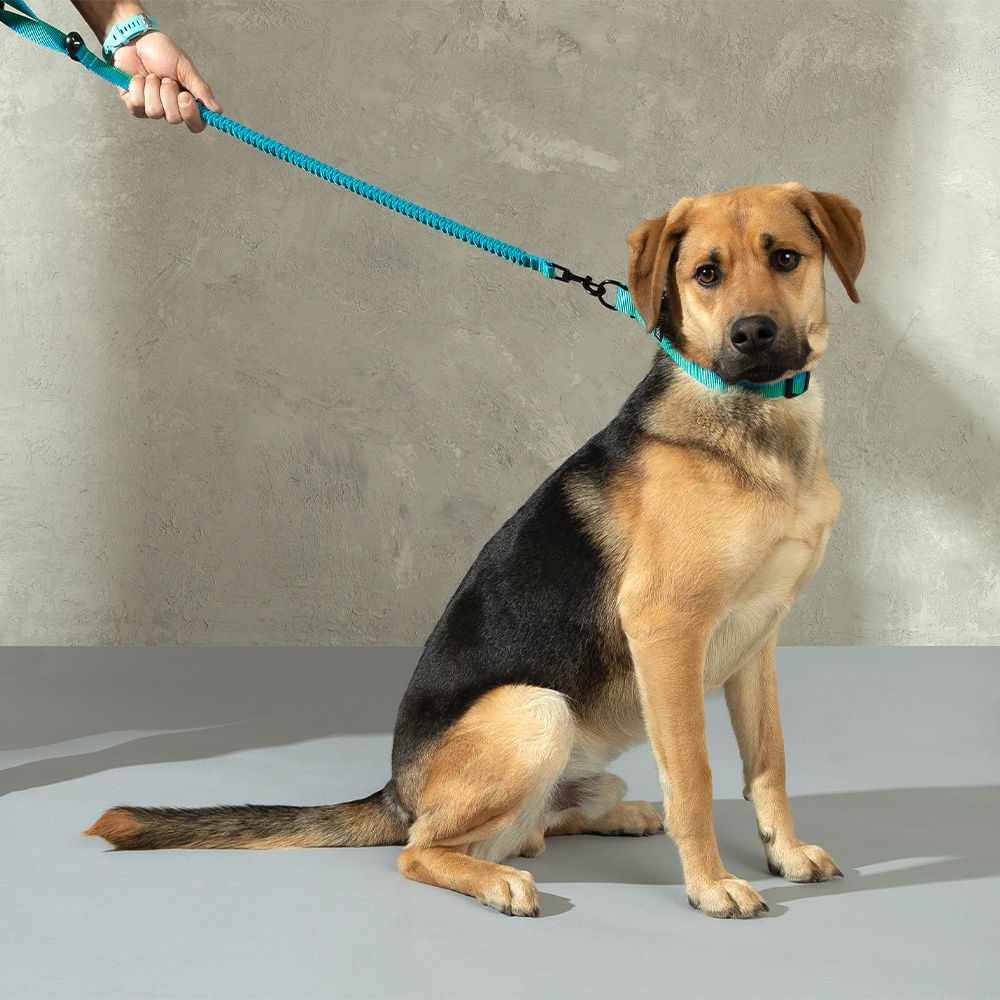 Correa Cinta Antishock para mascota L/XL