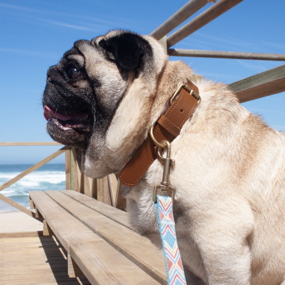 Correa Cinta para Mascotas L/XL