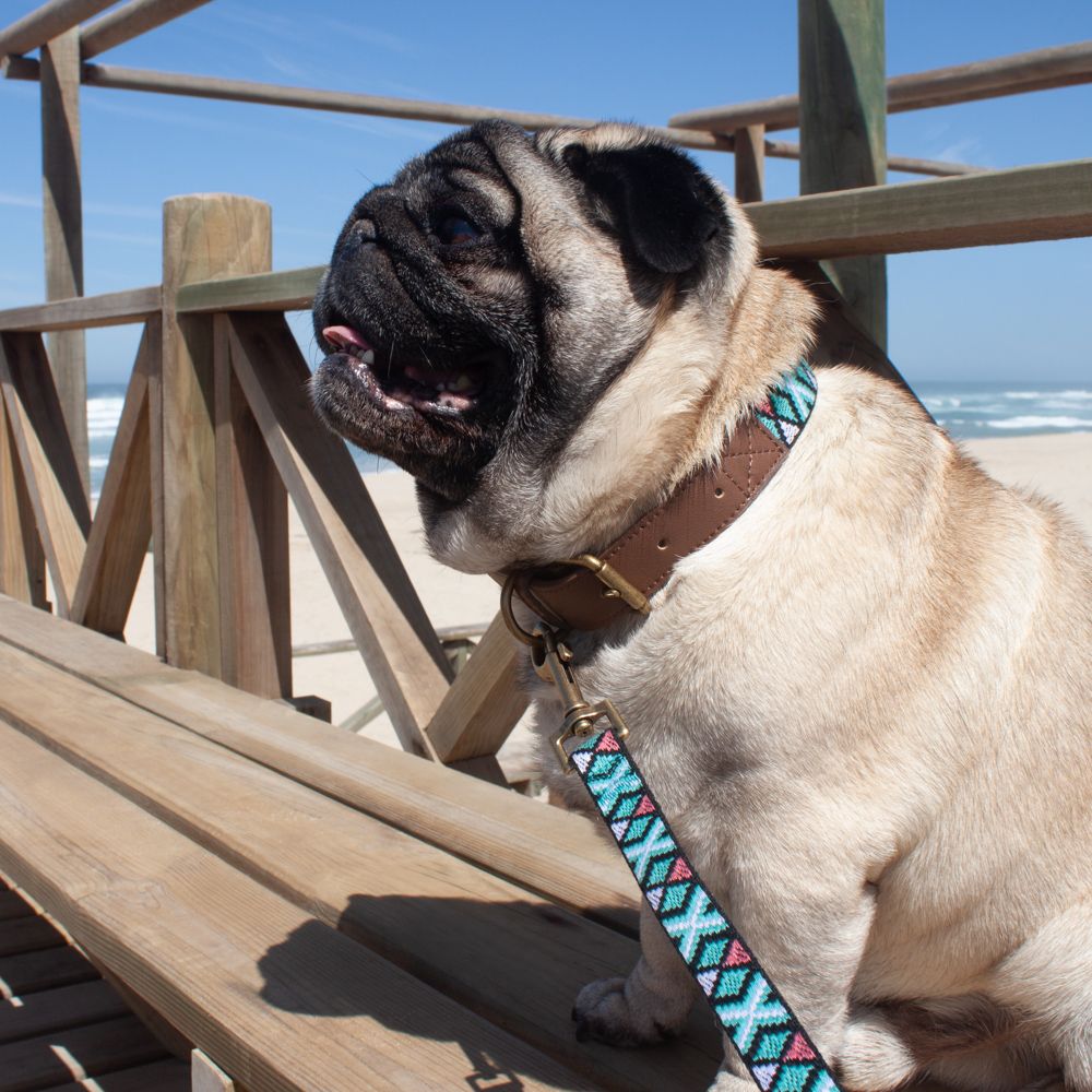 Collar Cinta Ajustable para Mascotas M