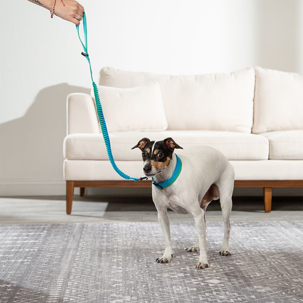 Correa Cinta Antishock para mascota S/M