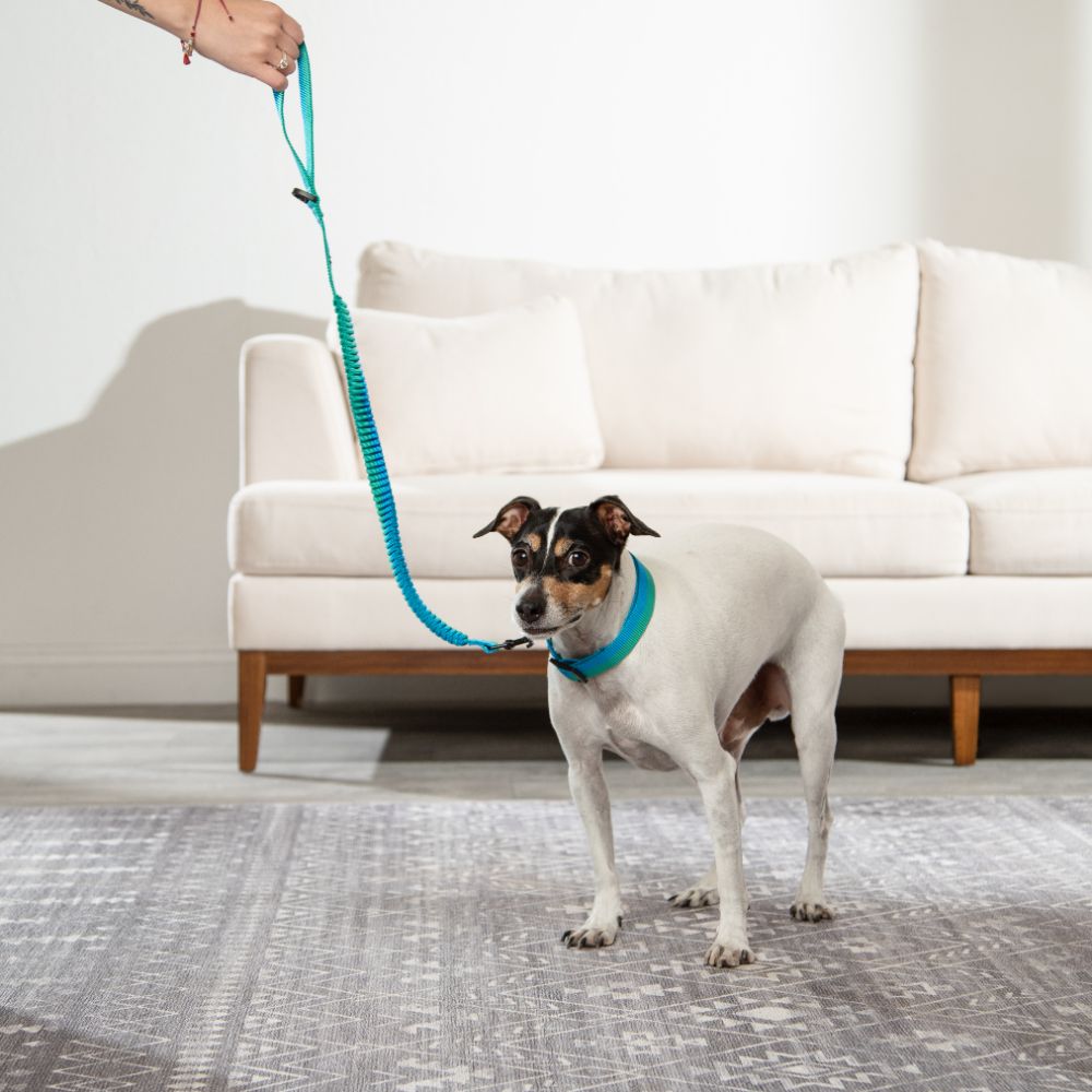 Collar Cinta Ajustable para mascota S