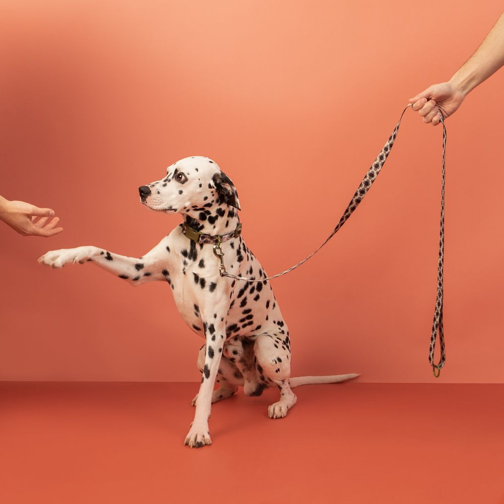 Correa cinta para mascota L/XL