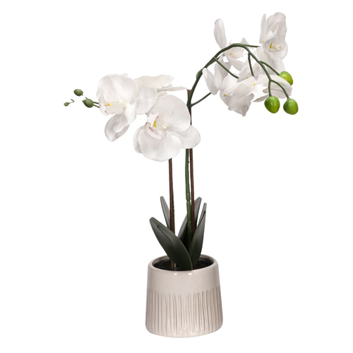 Maceta con flor alta orquidea