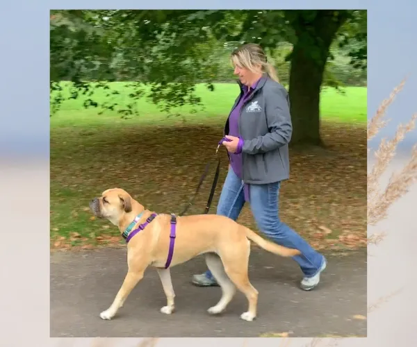 Woman walking beside a tan dog on a loose lead in a wooded park