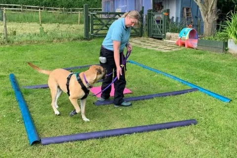 Woman in a purple jumper and blue jeans sitting next to a bullmastiff gently being touched on the chest