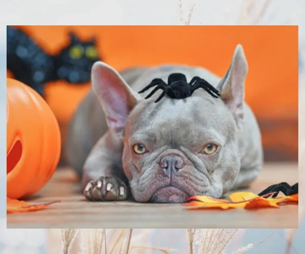 Grey French Bulldog wearing a spider headband and lying between orange pumpkins