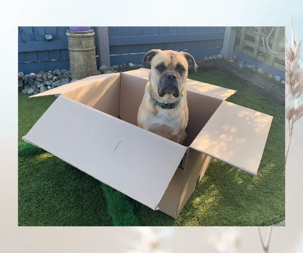 Tan dog sitting among cardboard boxes and crumpled paper during an enrichment game