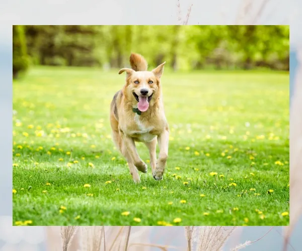 Medium sized tan dog running towards the camera across a grassy field
